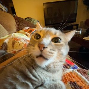 Meet your Posher, Isabel